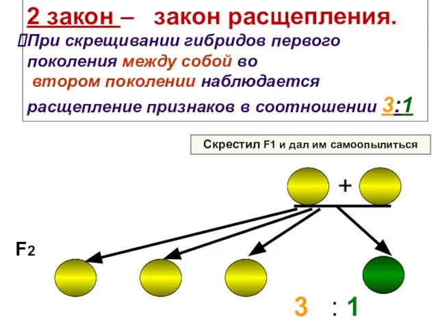 2 закон – закон расщепления. При скрещивании гибридов первого поколения между собой