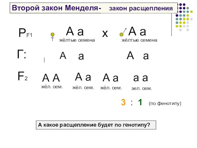 Второй закон Менделя- – А а жёлтые семена закон расщепления А а