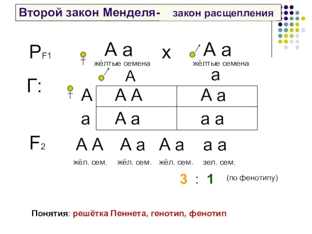 Второй закон Менделя- – РF1 А а жёлтые семена закон расщепления А