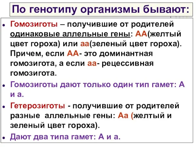 По генотипу организмы бывают: Гомозиготы – получившие от родителей одинаковые аллельные гены: