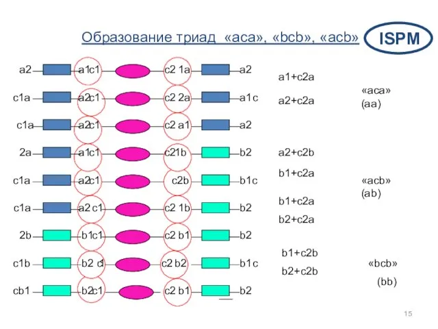 a2+c2а a1+c2а b1+c2b b2+c2b b2 1b a2 c1a c1 c2 b2 1b