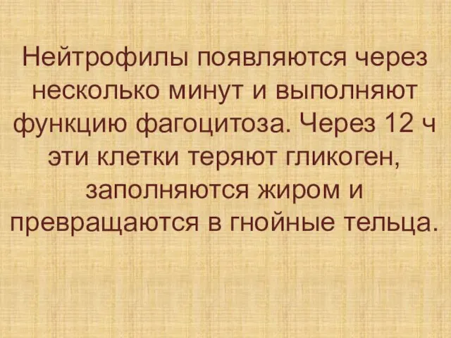 Нейтрофилы появляются через несколько минут и выполняют функцию фагоцитоза. Через 12 ч