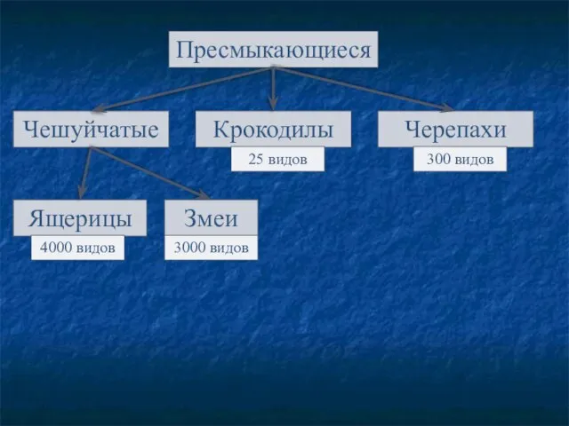 Пресмыкающиеся Чешуйчатые Крокодилы Черепахи Ящерицы Змеи 4000 видов 3000 видов 25 видов 300 видов