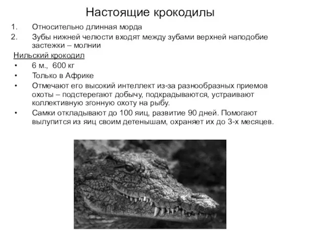 Настоящие крокодилы Относительно длинная морда Зубы нижней челюсти входят между зубами верхней