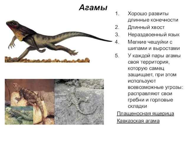 Агамы Хорошо развиты длинные конечности Длинный хвост Нераздвоенный язык Мелкие чешуйки с