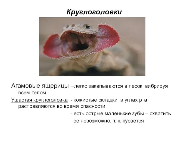 Круглоголовки Агамовые ящерицы –легко закапываются в песок, вибрируя всем телом Ушастая круглоголовка