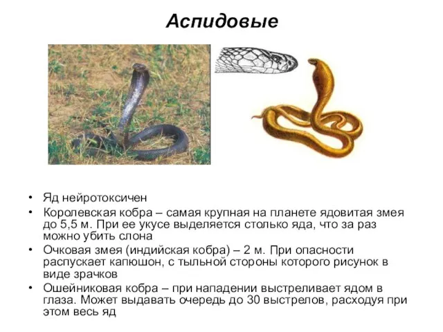 Аспидовые Яд нейротоксичен Королевская кобра – самая крупная на планете ядовитая змея