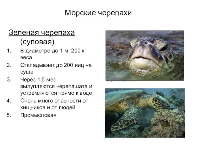 Морские черепахи Зеленая черепаха (суповая) В диаметре до 1 м, 200 кг