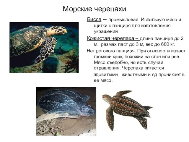 Морские черепахи Бисса – промысловая. Использую мясо и щитки с панциря для