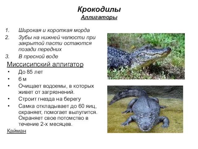 Крокодилы Аллигаторы Широкая и короткая морда Зубы на нижней челюсти при закрытой