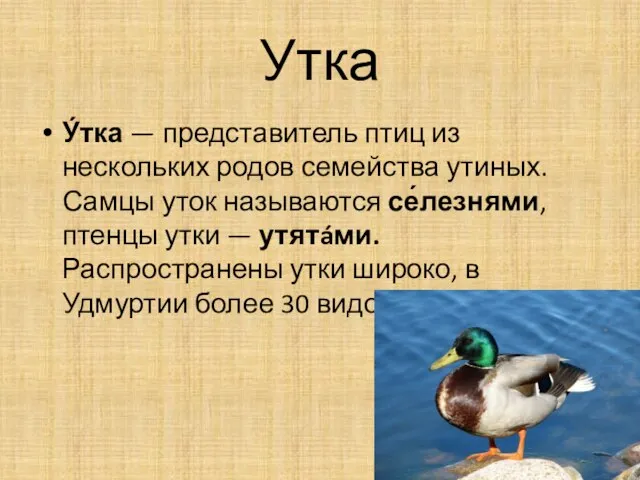 Утка У́тка — представитель птиц из нескольких родов семейства утиных. Самцы уток