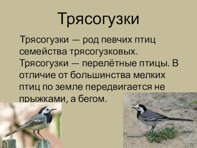 Трясогузки Трясогузки — род певчих птиц семейства трясогузковых. Трясогузки — перелётные птицы.