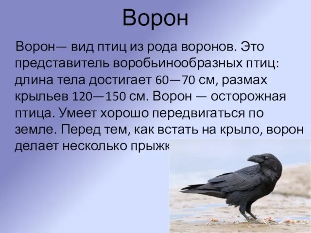 Ворон Ворон— вид птиц из рода воронов. Это представитель воробьинообразных птиц: длина