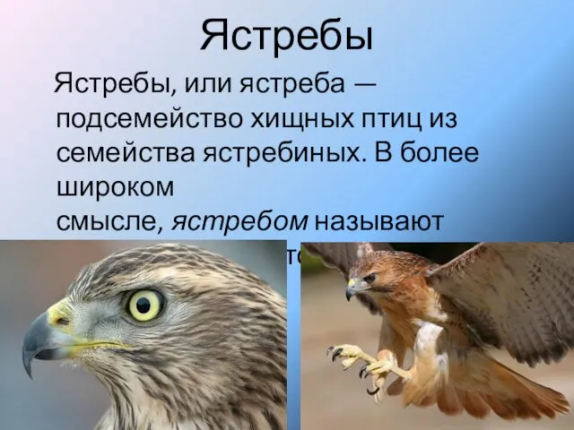 Ястребы Ястребы, или ястреба — подсемейство хищных птиц из семейства ястребиных. В