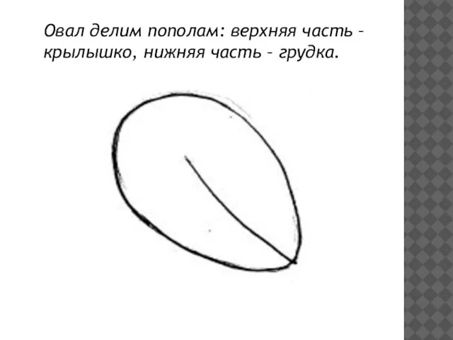 Овал делим пополам: верхняя часть – крылышко, нижняя часть – грудка.