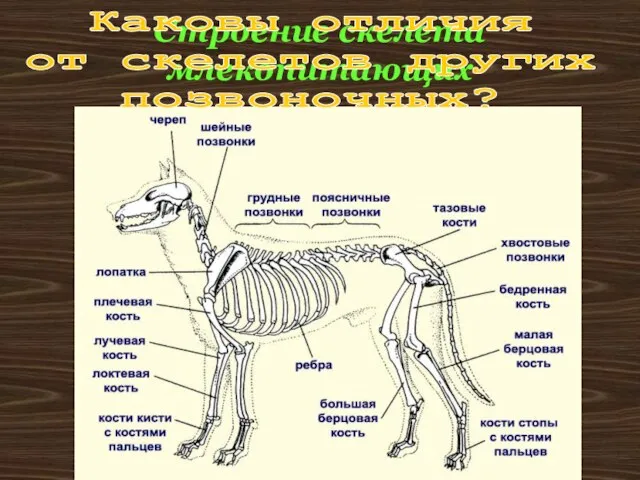 Строение скелета млекопитающих Каковы отличия от скелетов других позвоночных?
