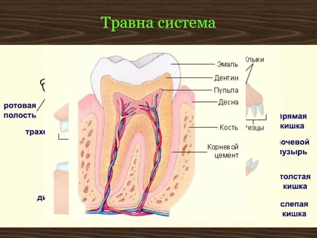 Травна система