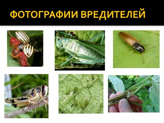 ФОТОГРАФИИ ВРЕДИТЕЛЕЙ