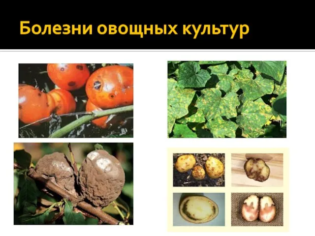 Болезни овощных культур