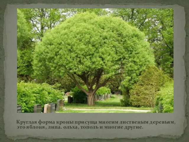 Круглая форма кроны присуща многим лиственым деревьям, это яблоня, липа. ольха, тополь и многие другие.
