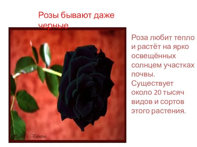 Розы бывают даже черные Роза любит тепло и растёт на ярко освещённых