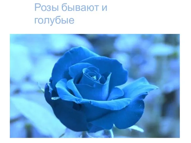 Розы бывают и голубые