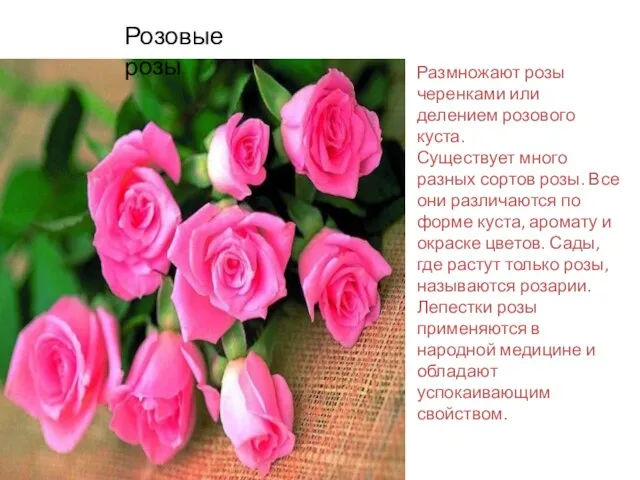 Розовые розы Размножают розы черенками или делением розового куста. Существует много разных