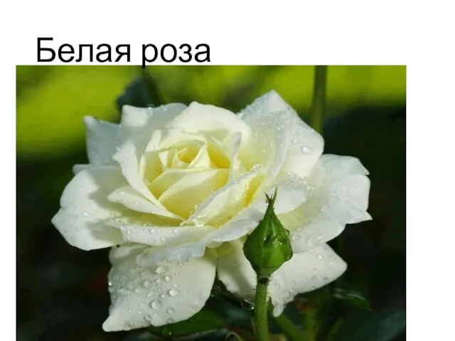 Белая роза