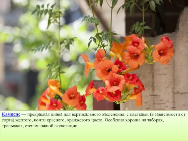 Кампсис — прекрасная лиана для вертикального озеленения, с цветками (в зависимости от