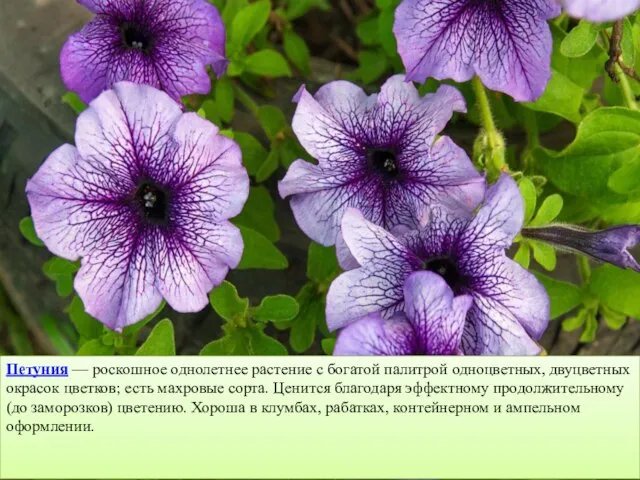 Петуния — роскошное однолетнее растение с богатой палитрой одноцветных, двуцветных окрасок цветков;