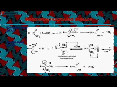 Механизм гидролиза амидов Щелочная среда (рН>7): Кислая среда (рН
