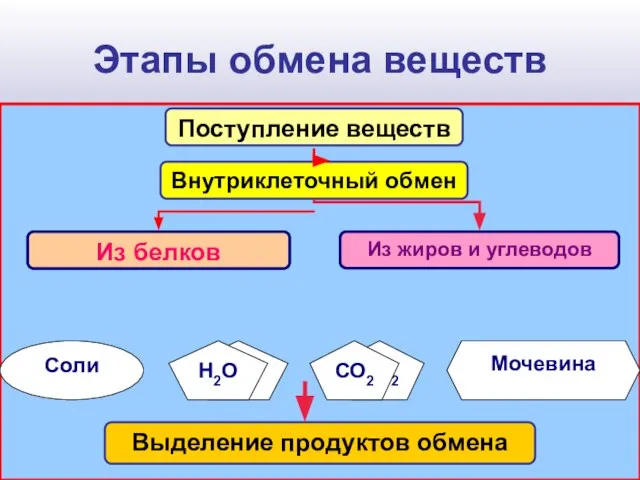 Этапы обмена веществ Н2О СО2 Мочевина Соли Поступление веществ Н2О СО2