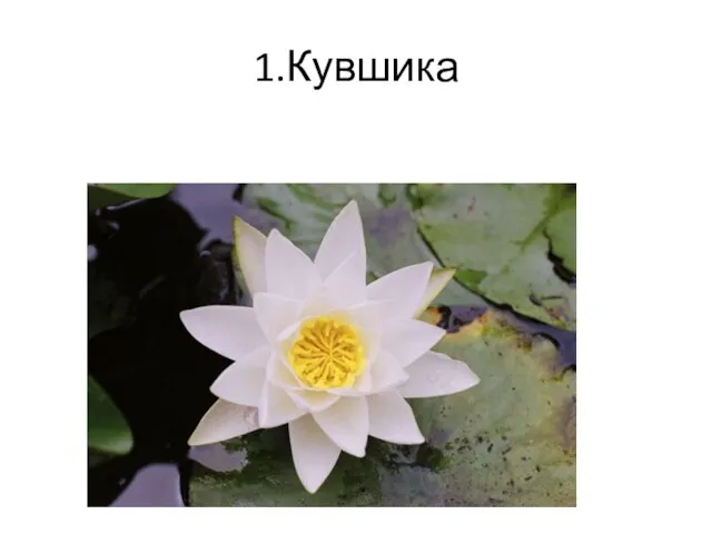 1.Кувшика