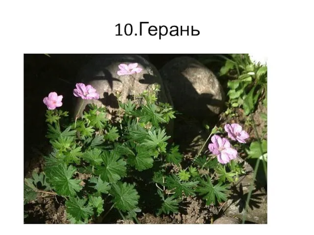 10.Герань