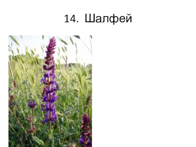 14. Шалфей