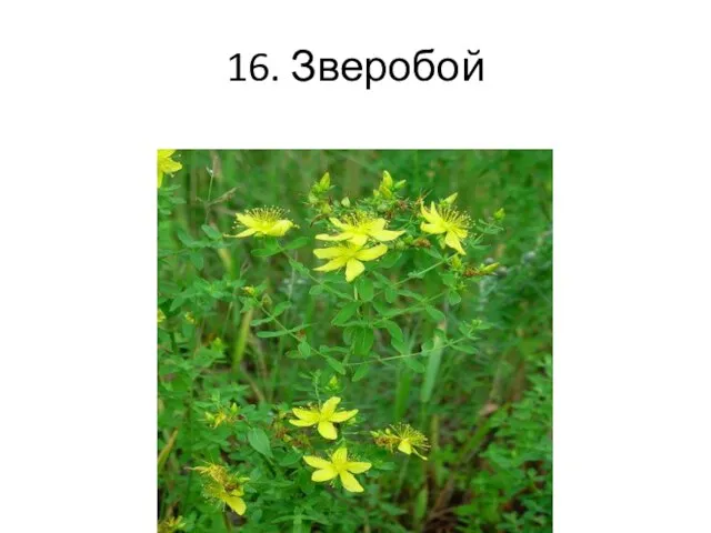 16. Зверобой