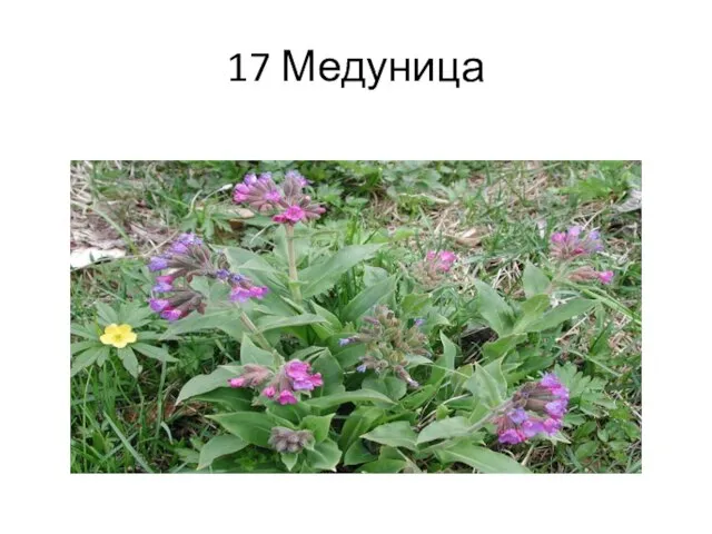 17 Медуница