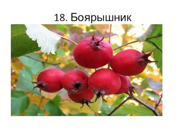 18. Боярышник