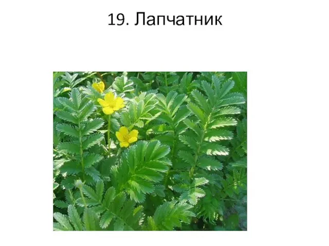 19. Лапчатник