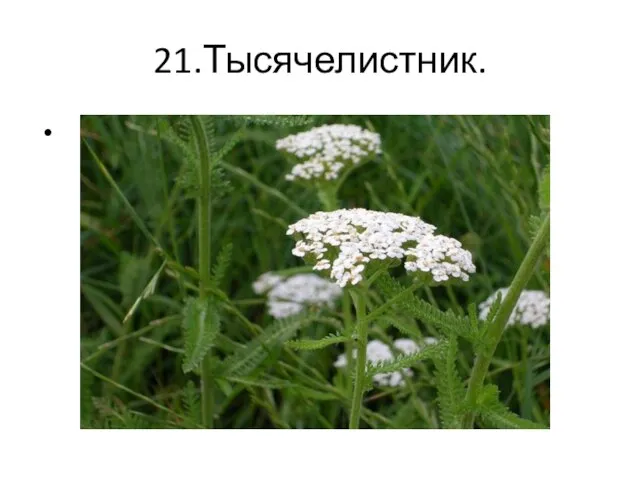 21.Тысячелистник. тысячелистник.