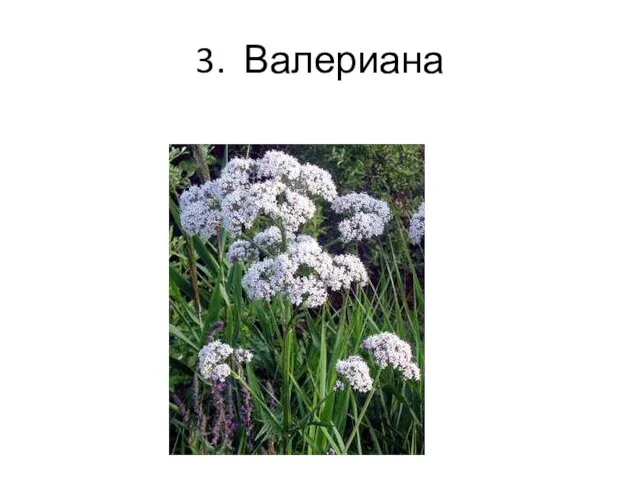 3. Валериана