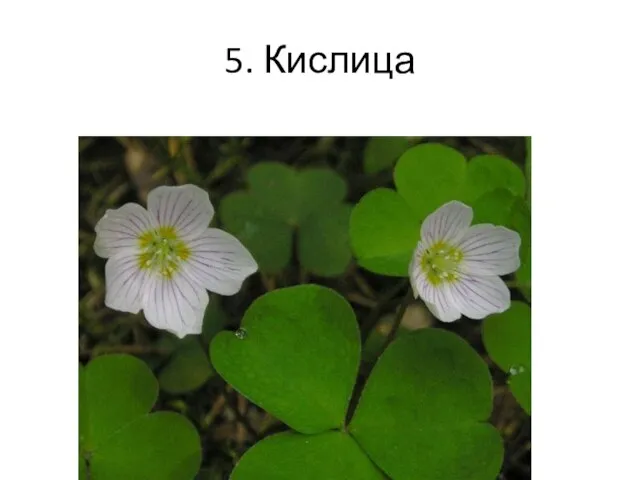 5. Кислица