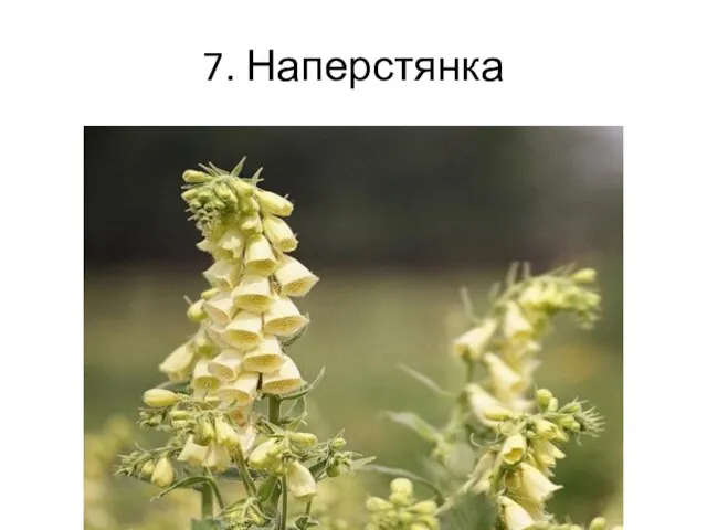 7. Наперстянка