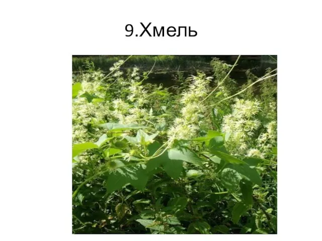 9.Хмель