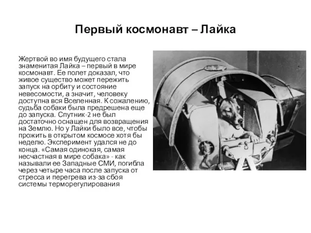 Первый космонавт – Лайка Жертвой во имя будущего стала знаменитая Лайка –