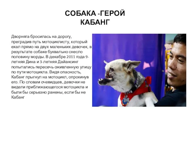 СОБАКА -ГЕРОЙ КАБАНГ Дворняга бросилась на дорогу, преградив путь мотоциклисту, который ехал