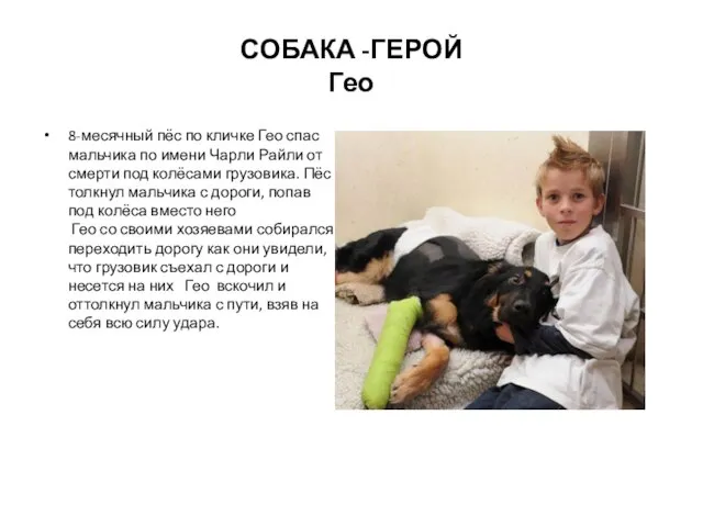 СОБАКА -ГЕРОЙ Гео 8-месячный пёс по кличке Гео спас мальчика по имени