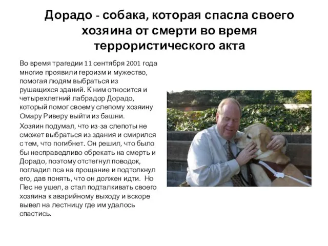 Дорадо - собака, которая спасла своего хозяина от смерти во время террористического