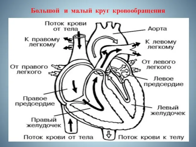 Большой и малый круг кровообращения