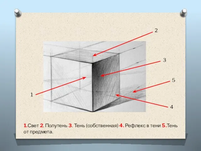 1.Свет 2. Полутень 3. Тень (собственная) 4. Рефлекс в тени 5.Тень от